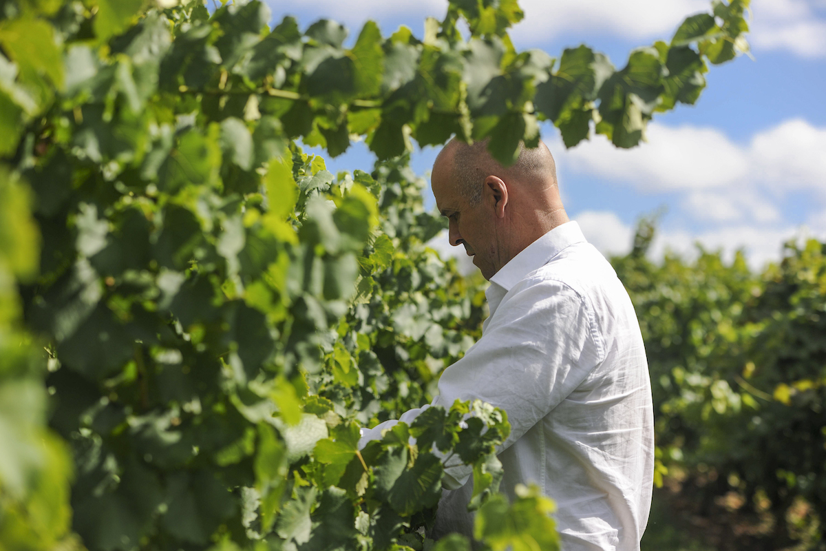 Winemaker inspects vineyard, possibly in Australia.